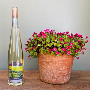 Nutbourne Ten.Five Delicate Dry English Still White Wine with Flowerpot