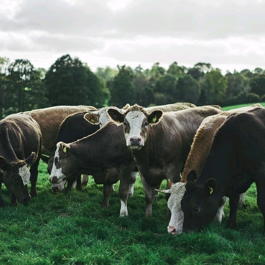 Gladwin Farming Simmental Beef